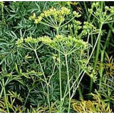 Asafoetida