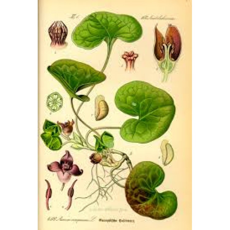 Asarum Asarum