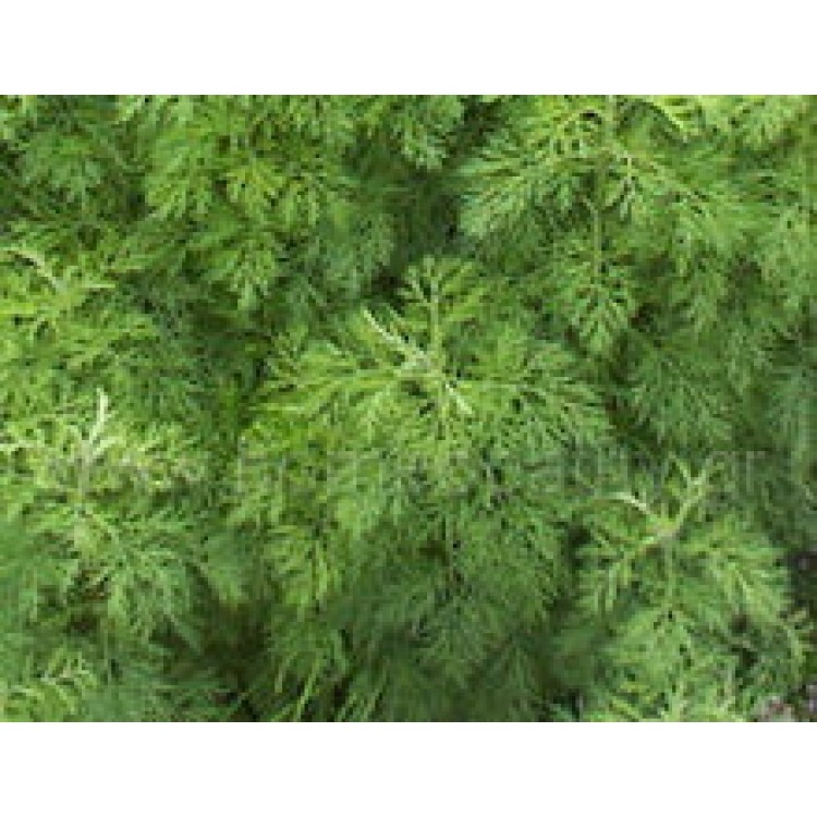 Abrotanum