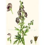 Aconitum