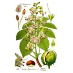 Aesculus Aesculus