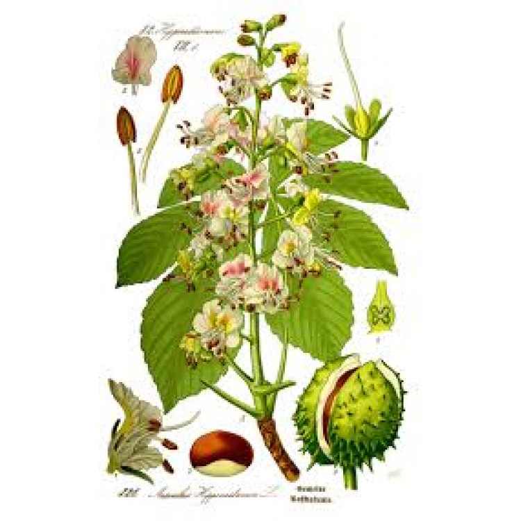 Aesculus Aesculus