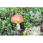 Agaricus
