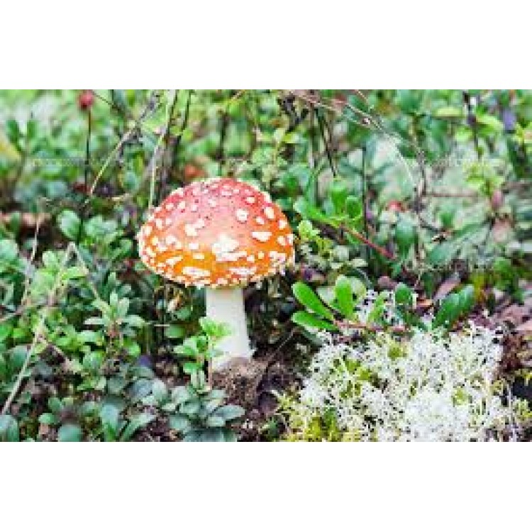 Agaricus
